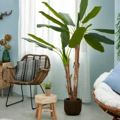 Banana Bananeira Verde><noscript><img width=