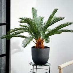 Cycas Palmeira Verde><noscript><img width=