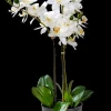 Orchid Orqu Dea Em Vaso Branco>CASA Sale