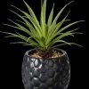Pina Planta Anan S Em Vaso Preto>CASA Clearance