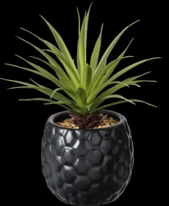 Pina Planta Anan S Em Vaso Preto>CASA Clearance