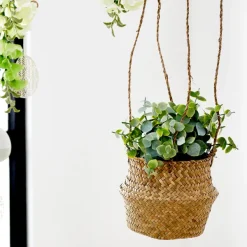 Terra Planta Em Vaso Branco, Verde><noscript><img width=